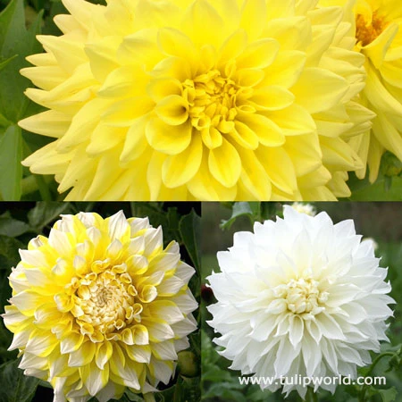 Sunny Side Up Dahlia Collection 3 Sunny Side Up Dahlia Collection