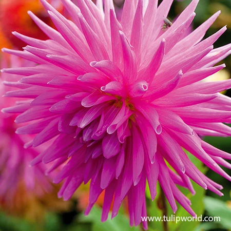 Elga Dahlia 5 Elga Dahlia - Image 3