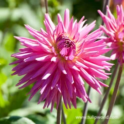 Plants Shop -Plants Shop 24198 elga dahlia