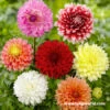 Fubuki Mixture Dahlias 2 Fubuki Mixture Dahlias -Plants Shop 24202