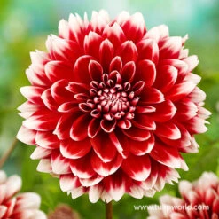 Fubuki Mixture Dahlias -Plants Shop 24202 fubuki mix dahlias