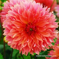 Fubuki Mixture Dahlias -Plants Shop 24202 fubuki mix dahlias 3