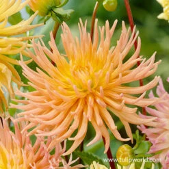 Star Mix Cactus Dahlias 7 Star Mix Cactus Dahlias -Plants Shop 24203 star mix cactus dahlias 2