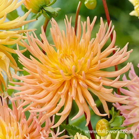Star Mix Cactus Dahlias 5 Star Mix Cactus Dahlias - Image 3