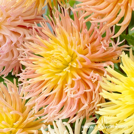 Star Mix Cactus Dahlias 4 Star Mix Cactus Dahlias - Image 2
