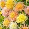 Star Mix Cactus Dahlias -Plants Shop 24203 star mix cactus dahlias 4