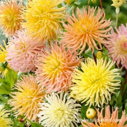 Star Mix Cactus Dahlias