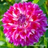 Optic Illusion Decorative Dahlia 1 Optic Illusion Decorative Dahlia -Plants Shop 24204 optic illusion decorative dahlia