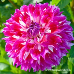 Optic Illusion Decorative Dahlia