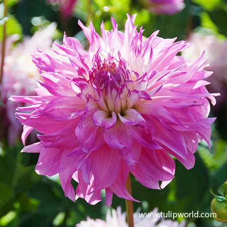 Delightful Dahlia Collection 6 Delightful Dahlia Collection - Image 4