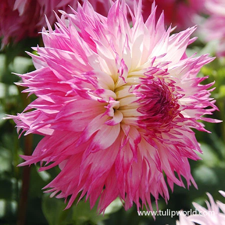 Delightful Dahlia Collection 7 Delightful Dahlia Collection - Image 5