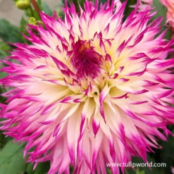Delightful Dahlia Collection 15 Delightful Dahlia Collection -Plants Shop 24207 pinelands princess dahlia 3 1