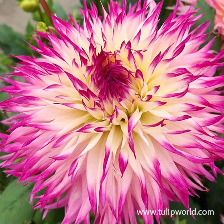 Delightful Dahlia Collection 8 Delightful Dahlia Collection - Image 6
