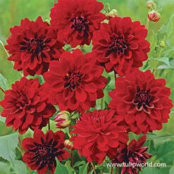 Arabian Night Decorative Dahlia