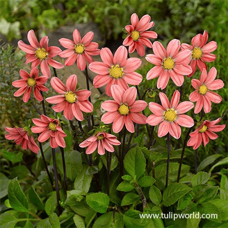 Border Dahlia Collection 4 Border Dahlia Collection - Image 2