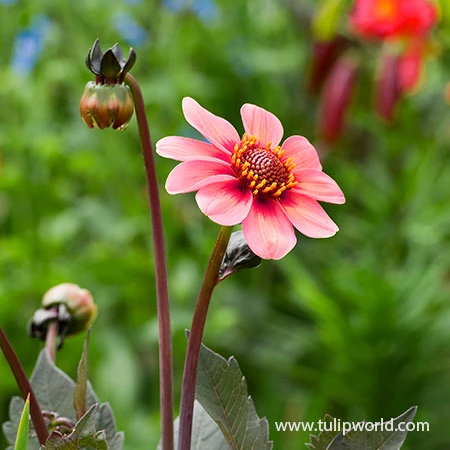 Border Dahlia Collection 6 Border Dahlia Collection - Image 4