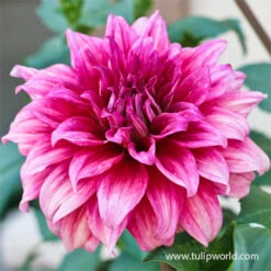 Delightful Dahlia Collection 16 Delightful Dahlia Collection -Plants Shop 24213 emory paul dinnerplate dahlia