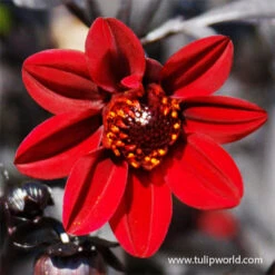 Border Dahlia Collection 12 Border Dahlia Collection -Plants Shop 24218 pulp fiction dahlia 1