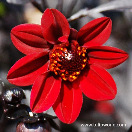 Border Dahlia Collection 7 Border Dahlia Collection - Image 5