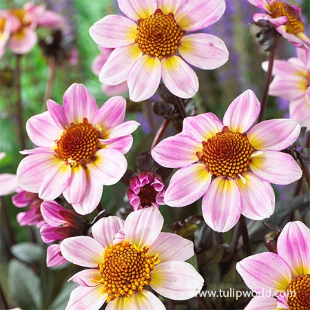 Border Dahlia Collection 8 Border Dahlia Collection - Image 6