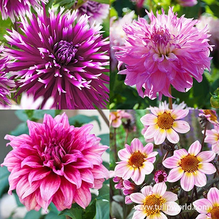 Delightful Dahlia Collection 3 Delightful Dahlia Collection