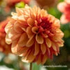 Creme De Cognac Decorative Dahlia -Plants Shop 24221 creme de cognac decorative dahlia