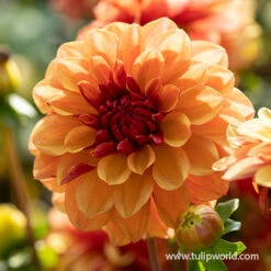 Creme De Cognac Decorative Dahlia -Plants Shop 24221 creme de cognac decorative dahlia 2