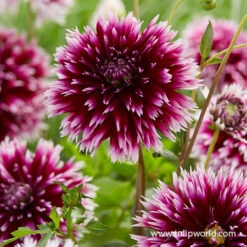 Alauna Clair Obscur Cactus Dahlia -Plants Shop 24222 alauna clair obscur fimbriata dahlia