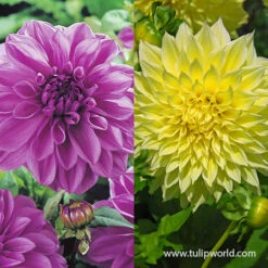 Plum Sunny Giants Dinnerplate Dahlia Mix