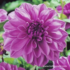 Plants Shop -Plants Shop 24223 plum sunny giants dinnerplate dahlia 3