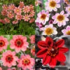 Border Dahlia Collection -Plants Shop 24224 border dahlia collection
