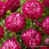 Cloudy Sky Decorative Dahlia -Plants Shop 24225 dahlia decorative cloudy sky 2
