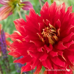 Nick Sr. Dinnerplate Dahlia 5 Nick Sr. Dinnerplate Dahlia -Plants Shop 24226 dahlia dinnerplate nick sr