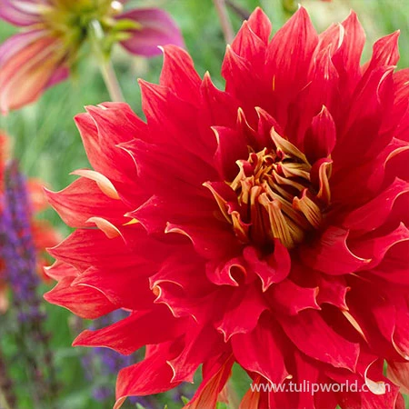 Nick Sr. Dinnerplate Dahlia 4 Nick Sr. Dinnerplate Dahlia - Image 2