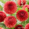 Copper Boy Pompon Dahlia 1 Copper Boy Pompon Dahlia -Plants Shop 24227 dahlia pom pon copper boy