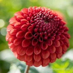 Copper Boy Pompon Dahlia -Plants Shop 24227 dahlia pom pon copper boy 2