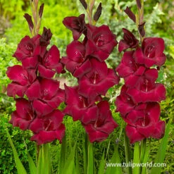 Violaceaous Gladiolus Collection 11 Violaceaous Gladiolus Collection -Plants Shop 26120 espresso gladiolus