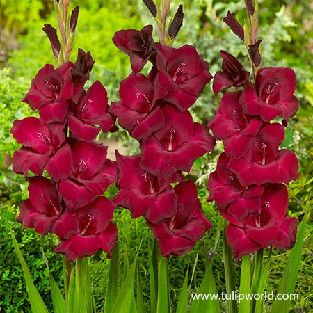 Violaceaous Gladiolus Collection 6 Violaceaous Gladiolus Collection - Image 4