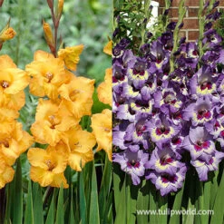 Sunglasses Advised Gladiolus Mix
