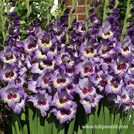 Sunglasses Advised Gladiolus Mix 4 Sunglasses Advised Gladiolus Mix - Image 2