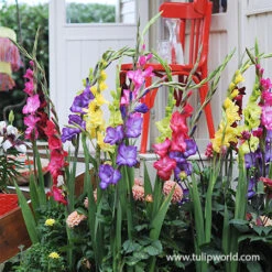 April In Paris Pastel Gladiolus Mix -Plants Shop 26131 april in paris gladiolus