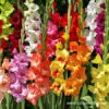 Mixed Gladiolus Value Pack