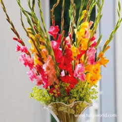 Ultimate Value Collection For Sun 18 Ultimate Value Collection For Sun -Plants Shop 26134 mixed gladiolus 2 2