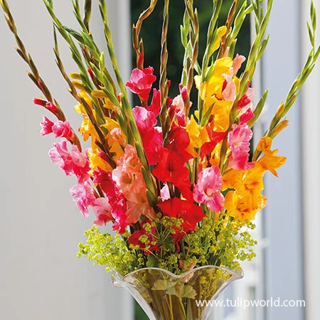 Superb Summer Garden Collection 7 Superb Summer Garden Collection - Image 5