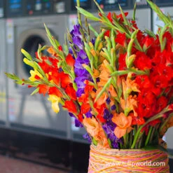 Instant Summer Garden Collection -Plants Shop 26134 mixed gladiolus 3 4