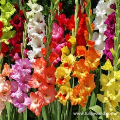 Instant Summer Garden Collection -Plants Shop 26134 mixed gladiolus 6