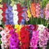 Supreme Gladiolus Collection -Plants Shop 26139