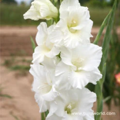 Violaceaous Gladiolus Collection 12 Violaceaous Gladiolus Collection -Plants Shop 26140 1