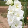 Solist Gladiolus 2 Solist Gladiolus -Plants Shop 26140