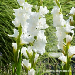 Violaceaous Gladiolus Collection 13 Violaceaous Gladiolus Collection -Plants Shop 26140 solist gladiolus 1